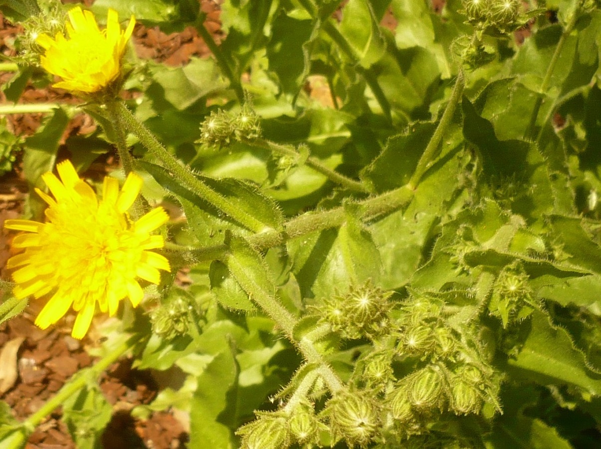Hieracium amplexicaule (Asteraceae)